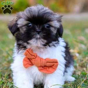 Oliver, Shih Tzu Puppy